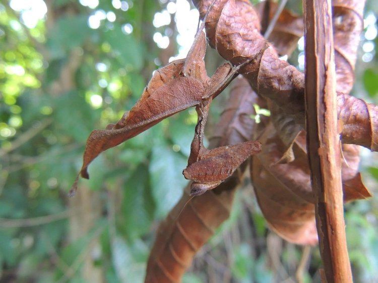 Acanthops South American Dead Leaf Mantis Acanthops sp by CesarFavacho on