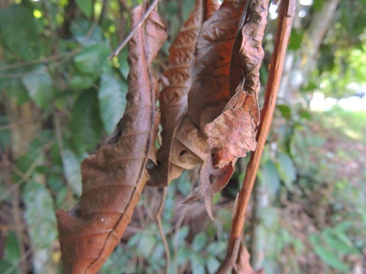 Acanthops South American Dead Leaf Mantis Acanthops sp by CesarFavacho on