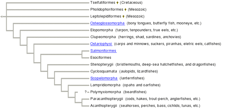 Acanthopterygii bioegog template