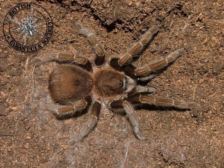 Acanthoscurria antillensis Acanthoscurria antillensis female BTS photogallery