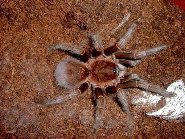 Acanthoscurria antillensis 1000 images about Acanthoscurria on Pinterest English Animals
