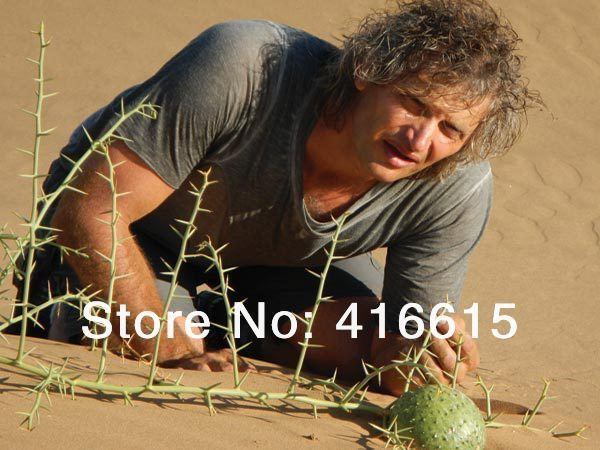 Acanthosicyos horridus Aliexpresscom Buy 10 Pcs Nara Melon Seeds Acanthosicyos Horridus