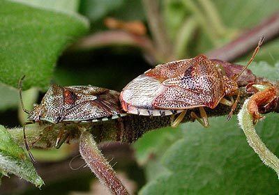 Acanthosomatidae Acanthosomatidae Elasmucha grisea Parent Bug