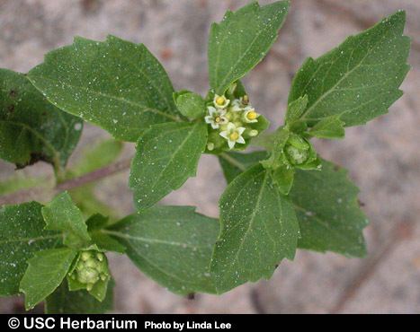 Acanthospermum australe Acanthospermum australe images