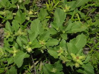 Acanthospermum australe Acanthospermum australe Centrospermum xanthioides Kunth