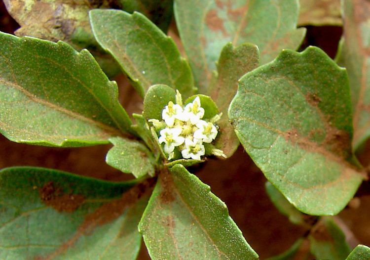 Acanthospermum australe Acanthospermum australe Paraguay starburr Go Botany