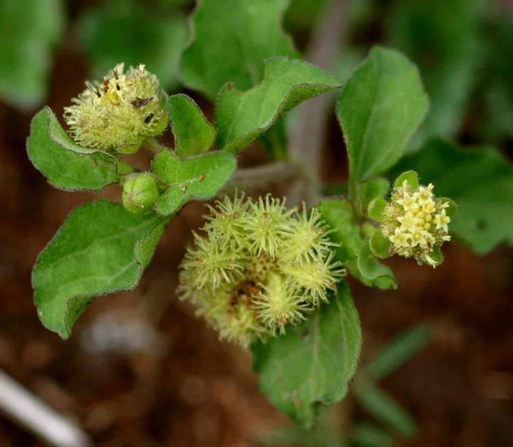 Acanthospermum australe Acanthospermum australe Paraguayan starburr Melampodium australe