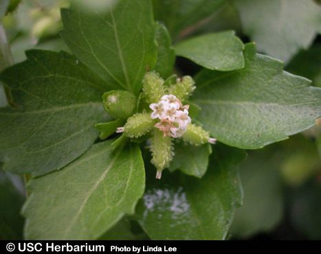 Acanthospermum australe Acanthospermum australe images