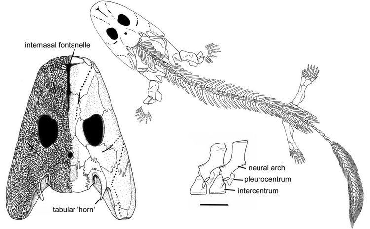 Acanthostega Acanthostega