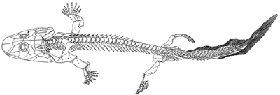 Acanthostega Acanthostega gunnari