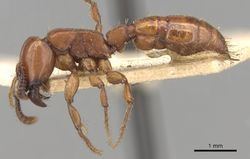 Acanthostichus Key to Acanthostichus workers AntWiki