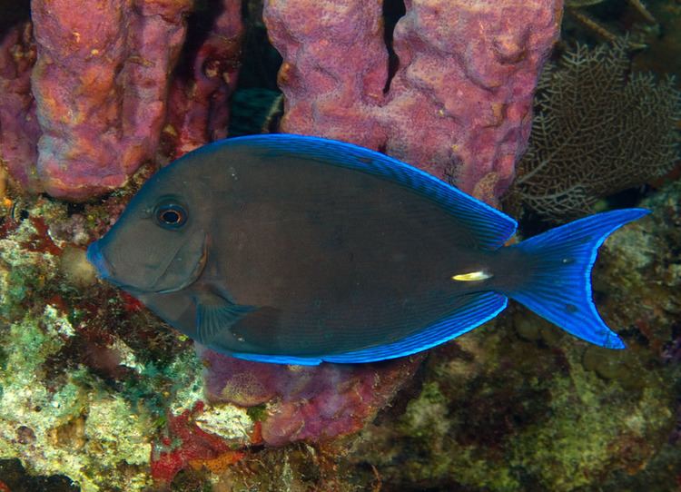 Acanthuridae Photos of tangs and surgeonfishes Acanthuridae