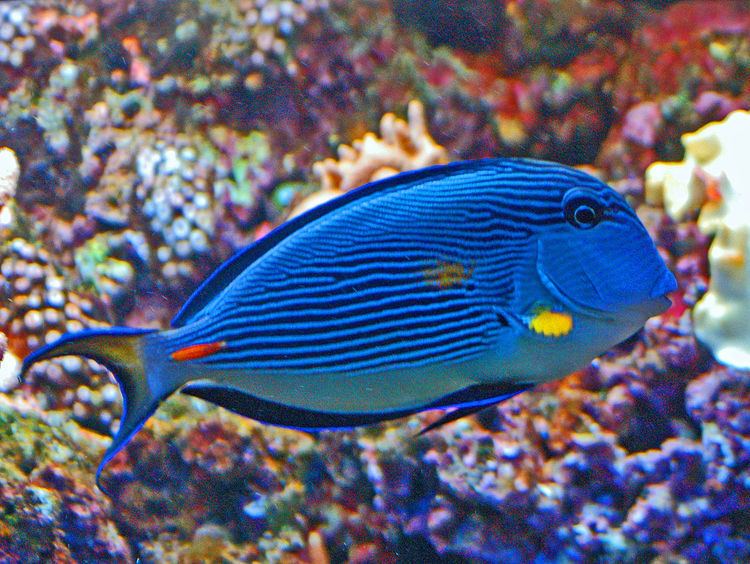 Acanthuridae FileAcanthuridae Acanthurus sohalJPG Wikimedia Commons