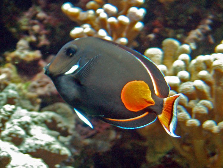 Acanthuridae FileAcanthuridae Acanthurus achillesJPG Wikimedia Commons