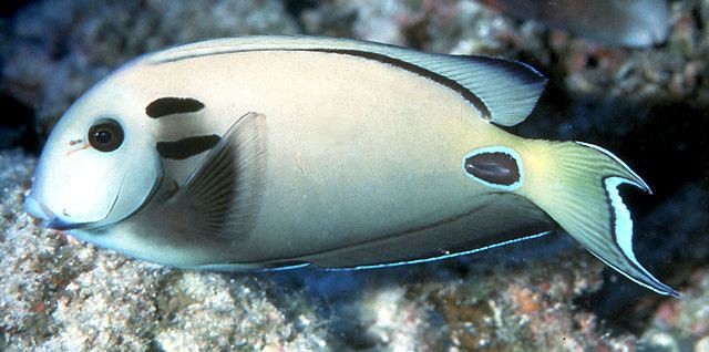 Acanthurus Fish Identification