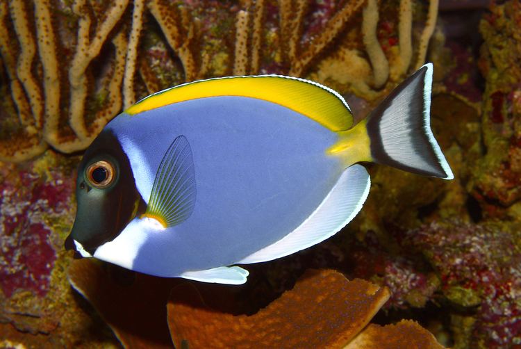 Acanthurus Wikiwand