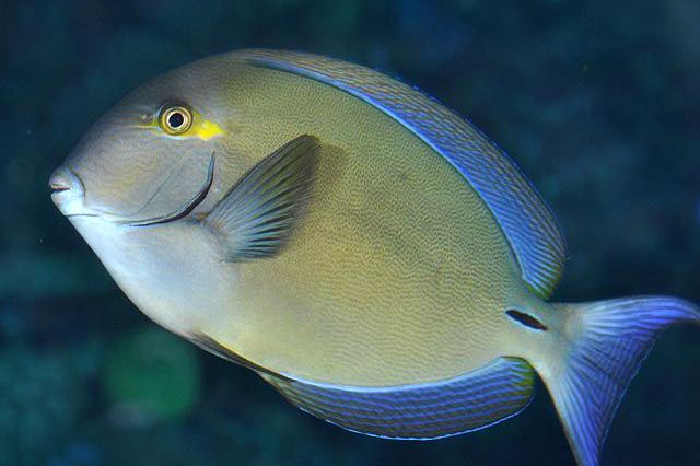 Acanthurus blochii fishesofaustralianetauImagesImageAcanthurBloc