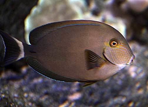 Acanthurus blochii Acanthurus blochii pualu ringtail surgeonfish Fishes of Kaloko