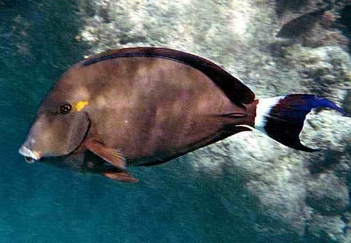 Acanthurus blochii Acanthurus blochii Wikipedia