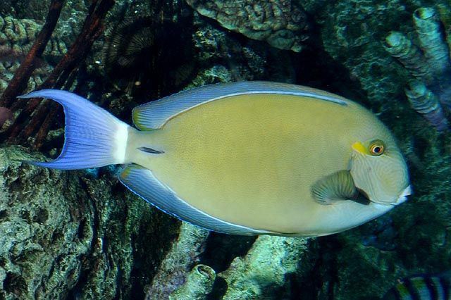 Acanthurus blochii Acanthurus blochii