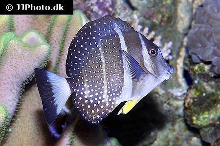 Acanthurus guttatus Whitespotted surgeonfish Acanthurus guttatus in aquarium