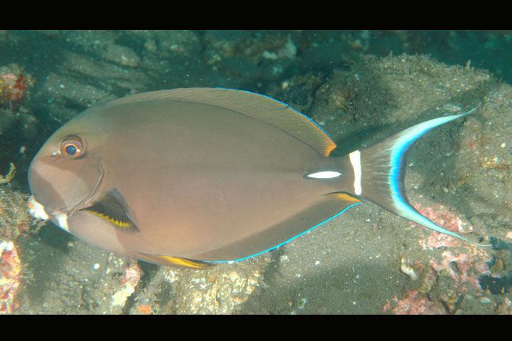 Acanthurus leucocheilus Acanthurus leucocheilus