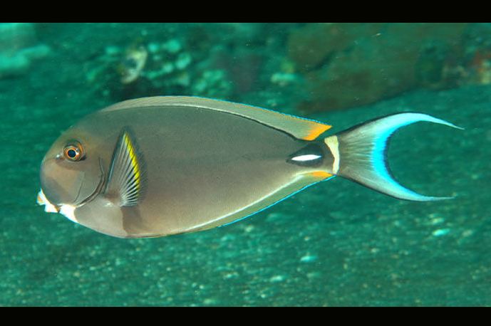 Acanthurus leucocheilus Acanthurus leucocheilus