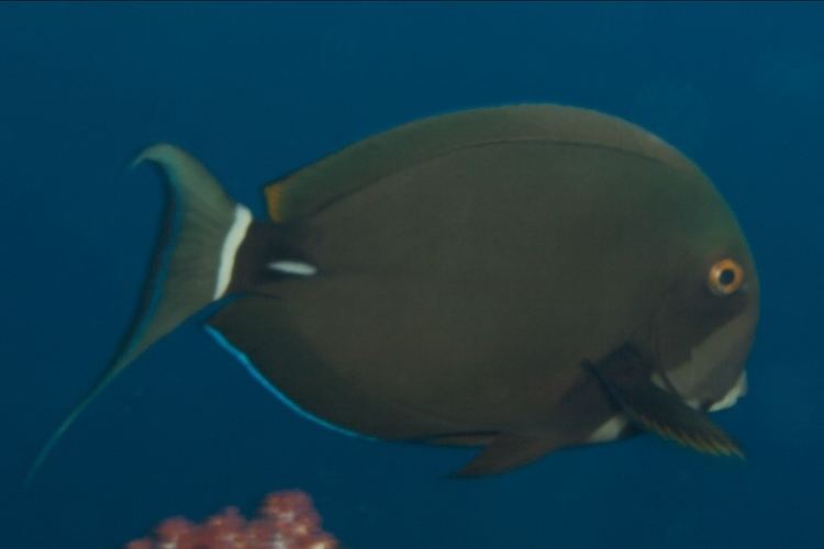 Acanthurus leucocheilus frankbossench Acanthurus leucocheilus