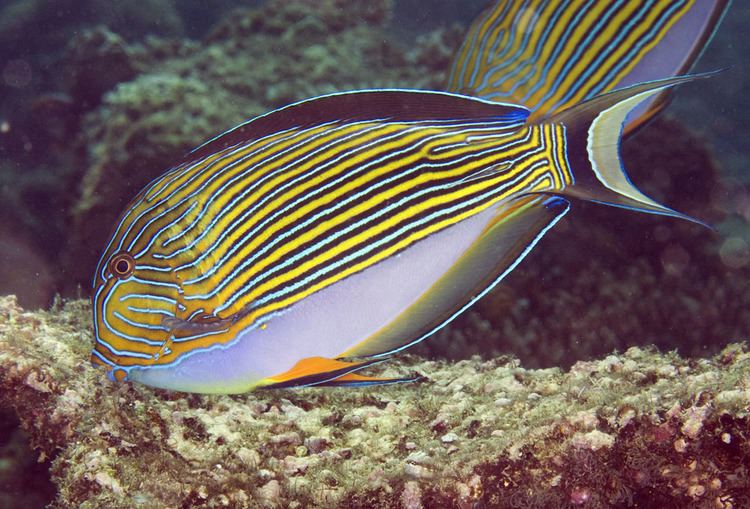 Acanthurus lineatus Photos of tangs and surgeonfishes Acanthuridae