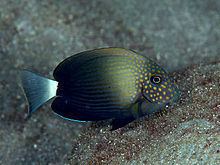 Acanthurus maculiceps httpsuploadwikimediaorgwikipediacommonsthu