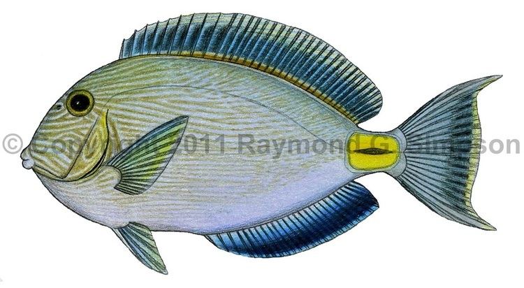 Acanthurus monroviae Western Atlantic Fish Acanthurus monroviae