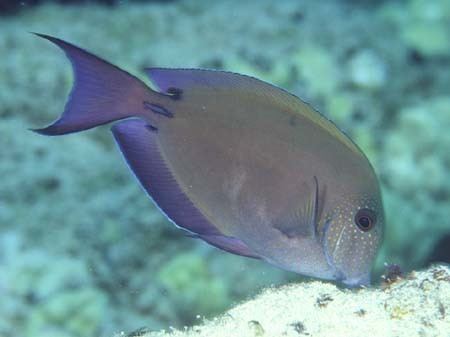 Acanthurus nigrofuscus Fish of the Month Brown Surgeonfish Acanthurus nigrofuscus