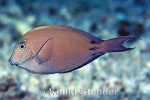Acanthurus nigrofuscus Brown or Lavender Surgeonfish Acanthurus nigrofuscus