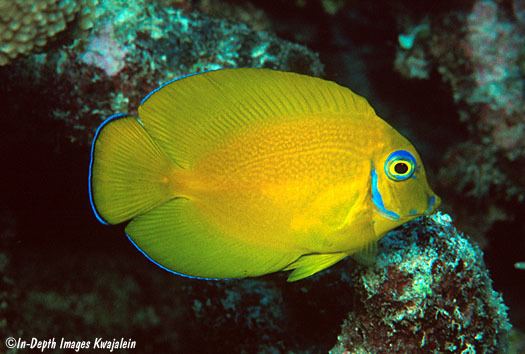 Acanthurus pyroferus Acanthurus pyroferus