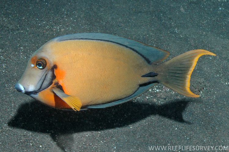 Acanthurus pyroferus fishesofaustralianetauimagesimageAcanthurPyro