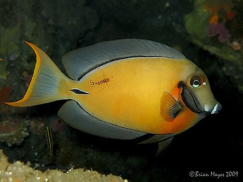 Acanthurus pyroferus Mimic Surgeonfish Acanthurus pyroferus Fish ID shot Juv Flickr