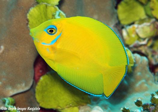 Acanthurus pyroferus Acanthurus pyroferus