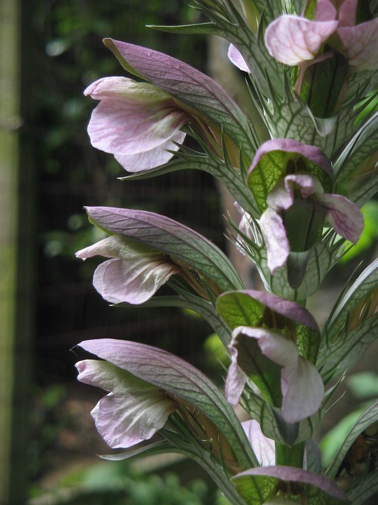 Acanthus balcanicus FileAcanthus balcanicus closeup2jpg Wikimedia Commons