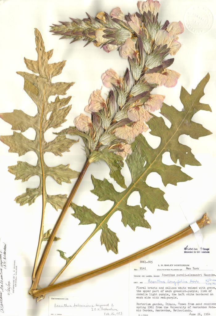 Acanthus balcanicus Acanthus balcanicus Acanthaceae image 5172 at PlantSystematicsorg