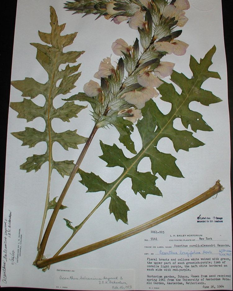 Acanthus balcanicus Acanthus balcanicus Acanthaceae image 3287 at PlantSystematicsorg