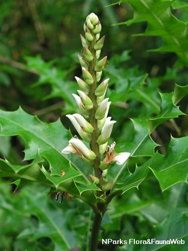 Acanthus ebracteatus Flora Fauna Web Plant Detail Acanthus ebracteatus Vahl