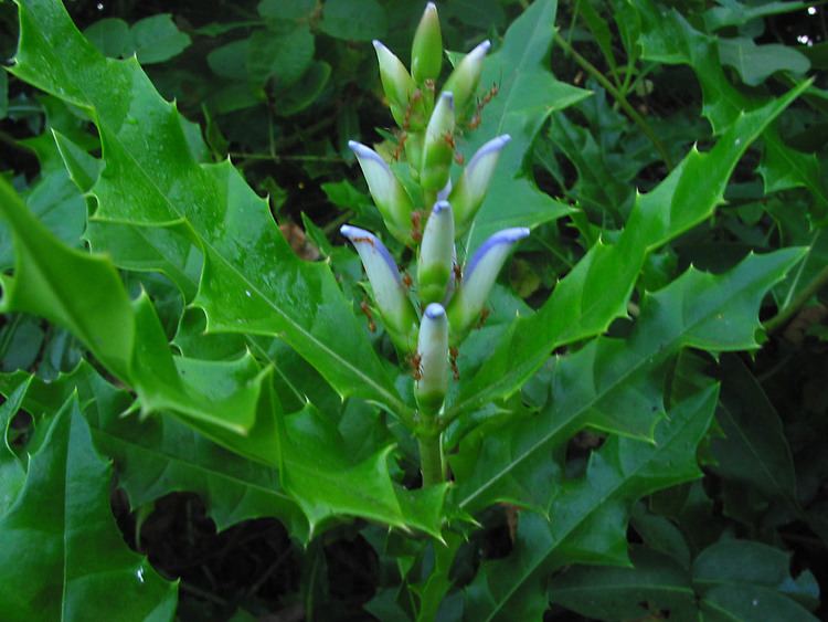 Acanthus ilicifolius Acanthus ilicifolius Acanthaceae image 29018 at PhytoImagessiuedu