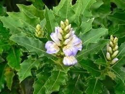 Acanthus ilicifolius Different activity and uses of Acanthus ilicifolius Acanthaceae