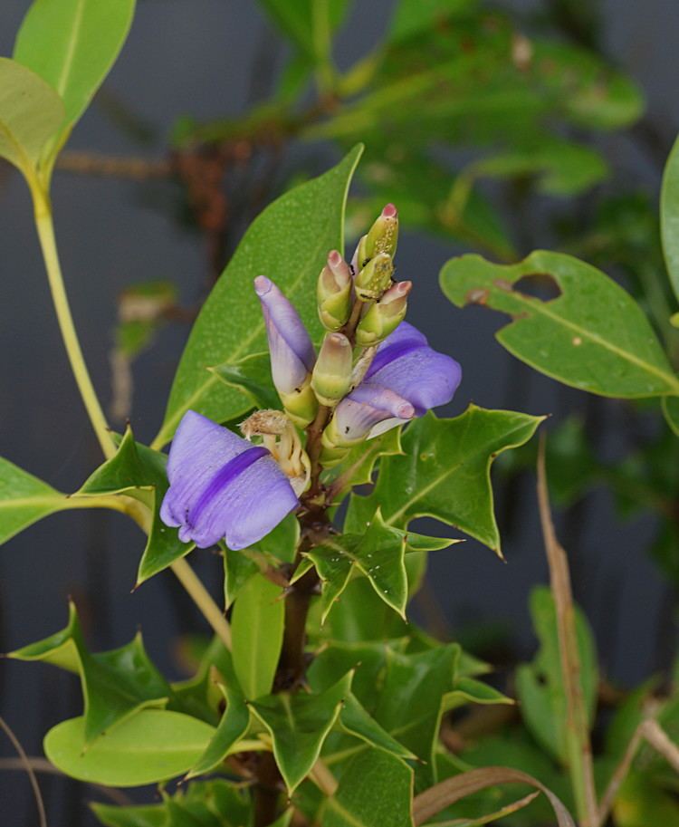 Acanthus ilicifolius httpsuploadwikimediaorgwikipediacommonscc