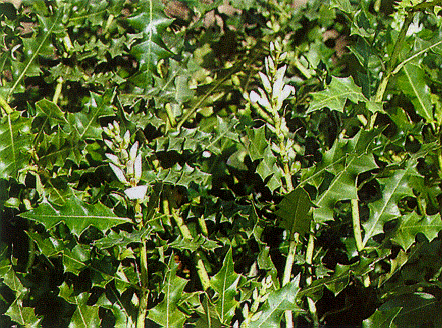 Acanthus ilicifolius Acanthus ilicifolius