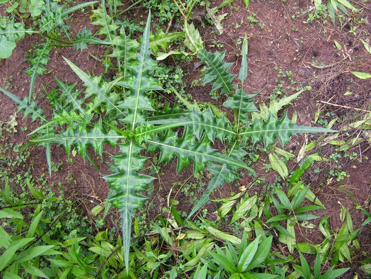 Acanthus montanus West African Plants A Photo Guide Acanthus montanus Nees T