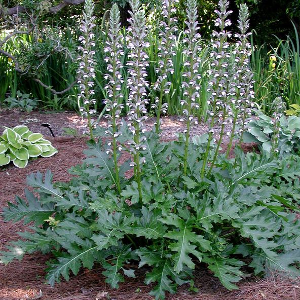 Acanthus (plant) 1365405278jpg