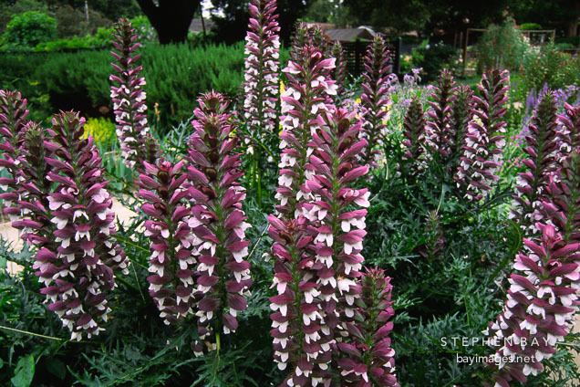 Acanthus spinosus Photo Acanthus spinosus Bear39s breeches