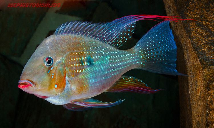 Acarichthys heckelii ACARICHTHYS HECKELII The Cichlid Room Companion