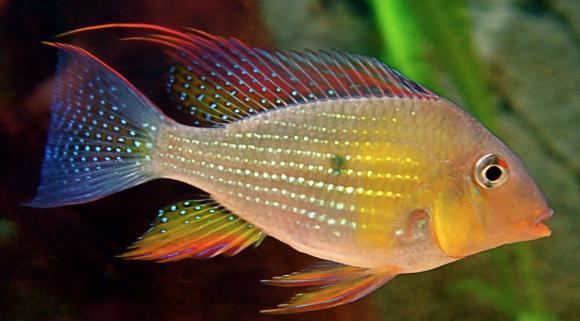 Acarichthys heckelii Buy Live Thread Fin Acara Acarichthys heckelii